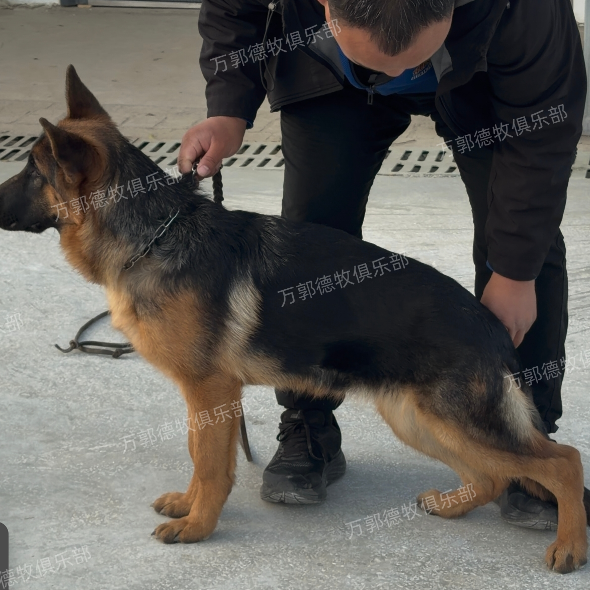 德国牧羊犬 母犬  （萨娜）