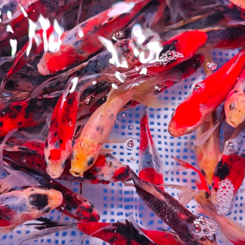 源头渔场兰花草金鱼9-12厘米 7尾温顺好养皮实耐活 全国包邮包损