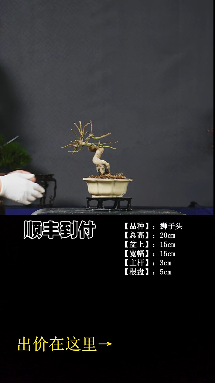 无花朵c085狮子头不包邮