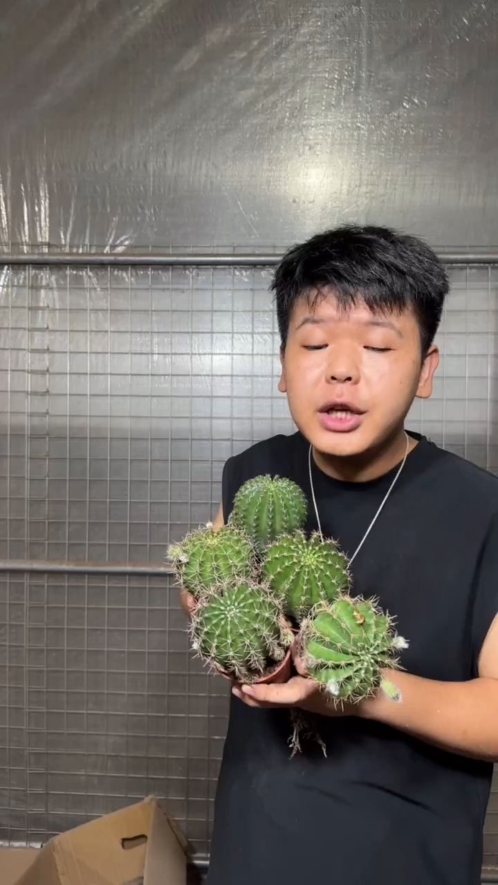 5颗 实生根 席克氏彩草 5-7cm