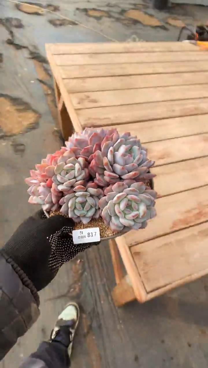 817紫皮橙多肉植物一物一拍