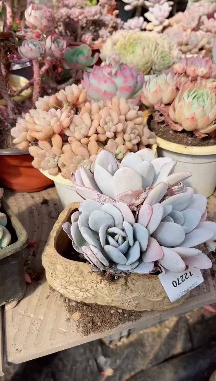 【闪购商品】12270