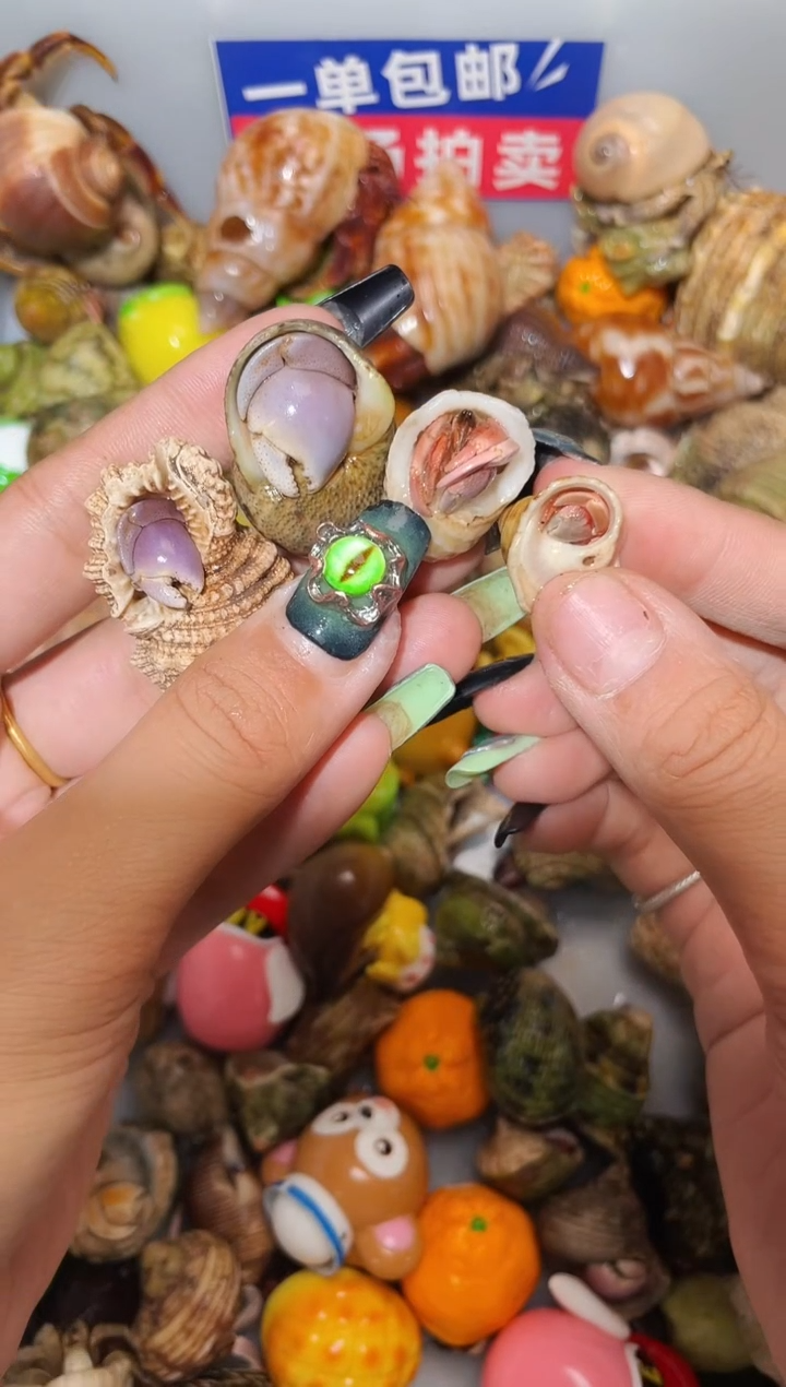 陌派甄选寄居蟹14834