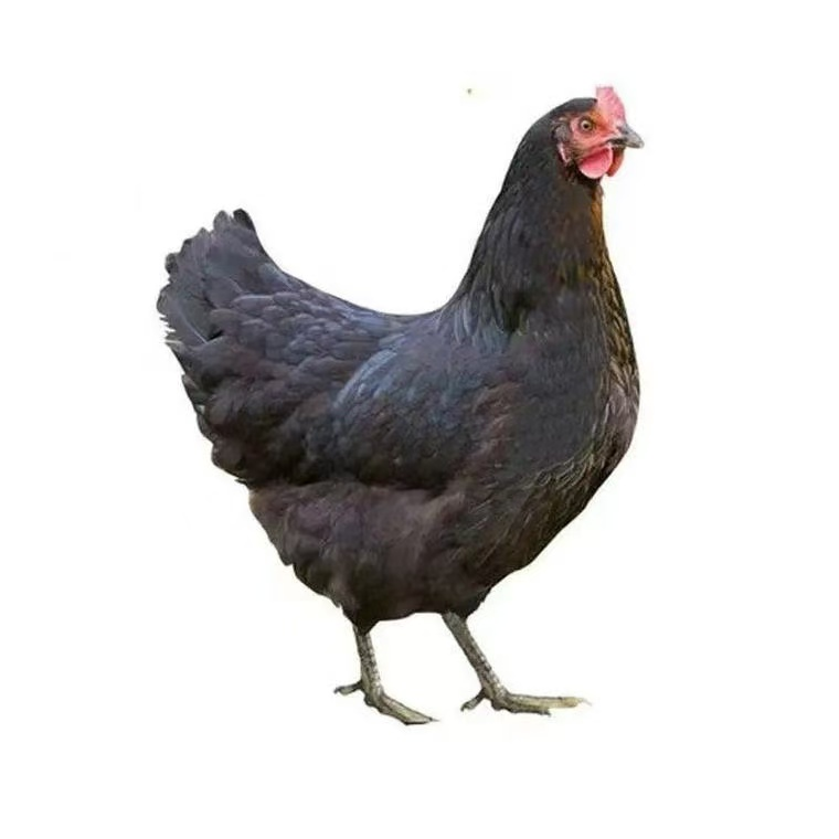 黑凤整鸡生鲜肉质鲜美到手12只