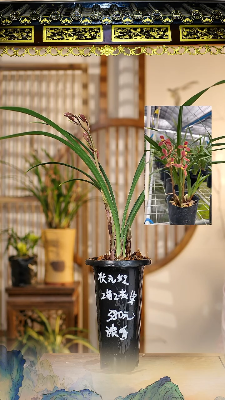 全部花苞寒兰状元红2苗2花