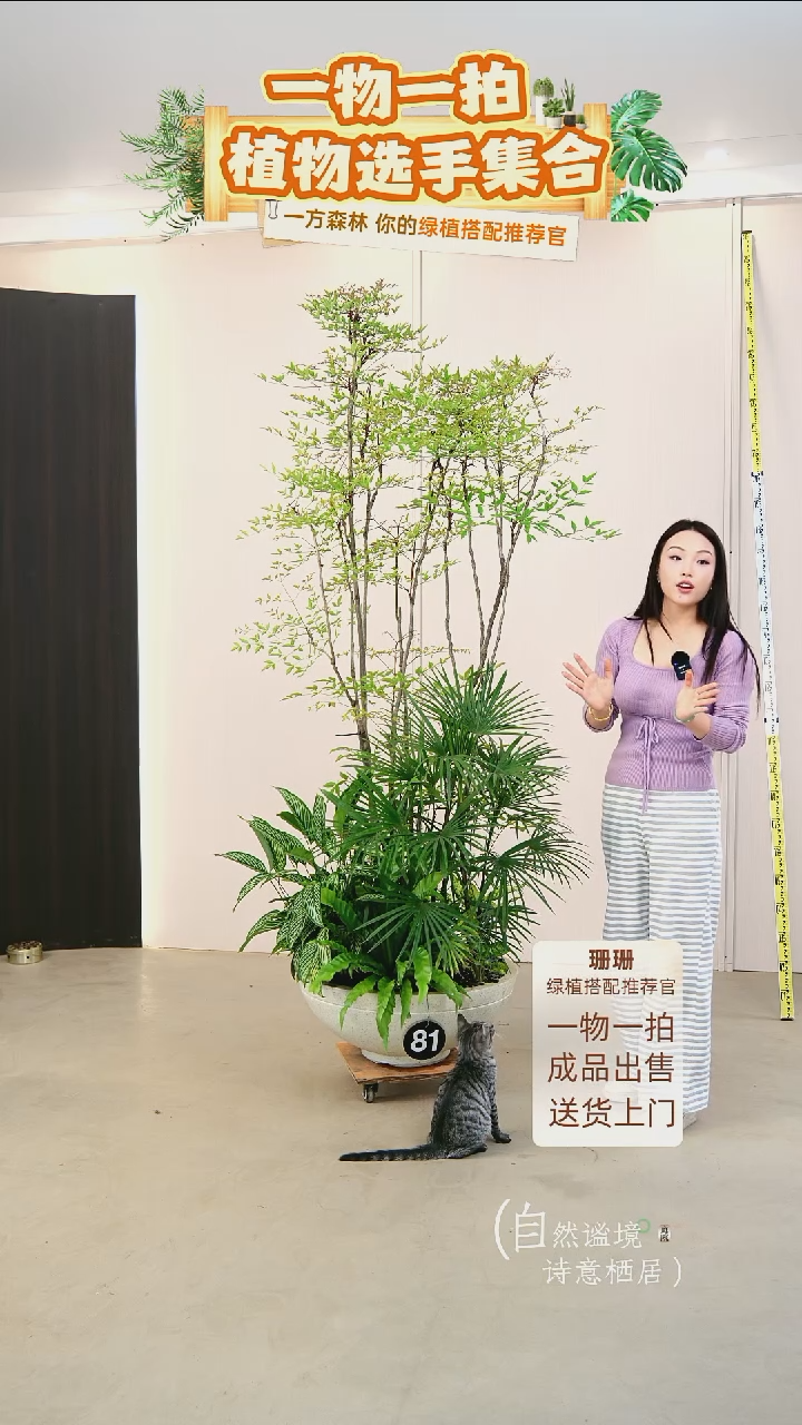 无花朵L****李杂木风组合盆栽-主枝火焰南天竹