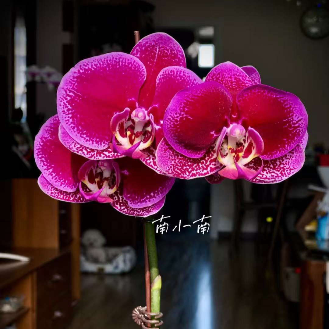 不带花剑《黑玫瑰》2.8寸杯蝴蝶兰【任意满两颗包邮发货】