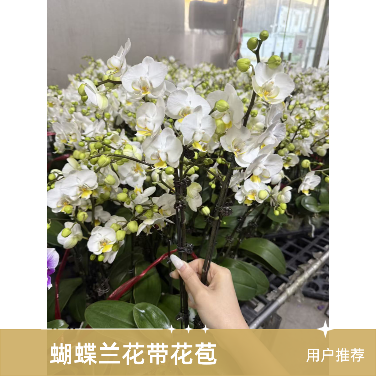 花悦里【水仙】双花剑带花带花苞带侧枝室内花花 广州花卉源头基地