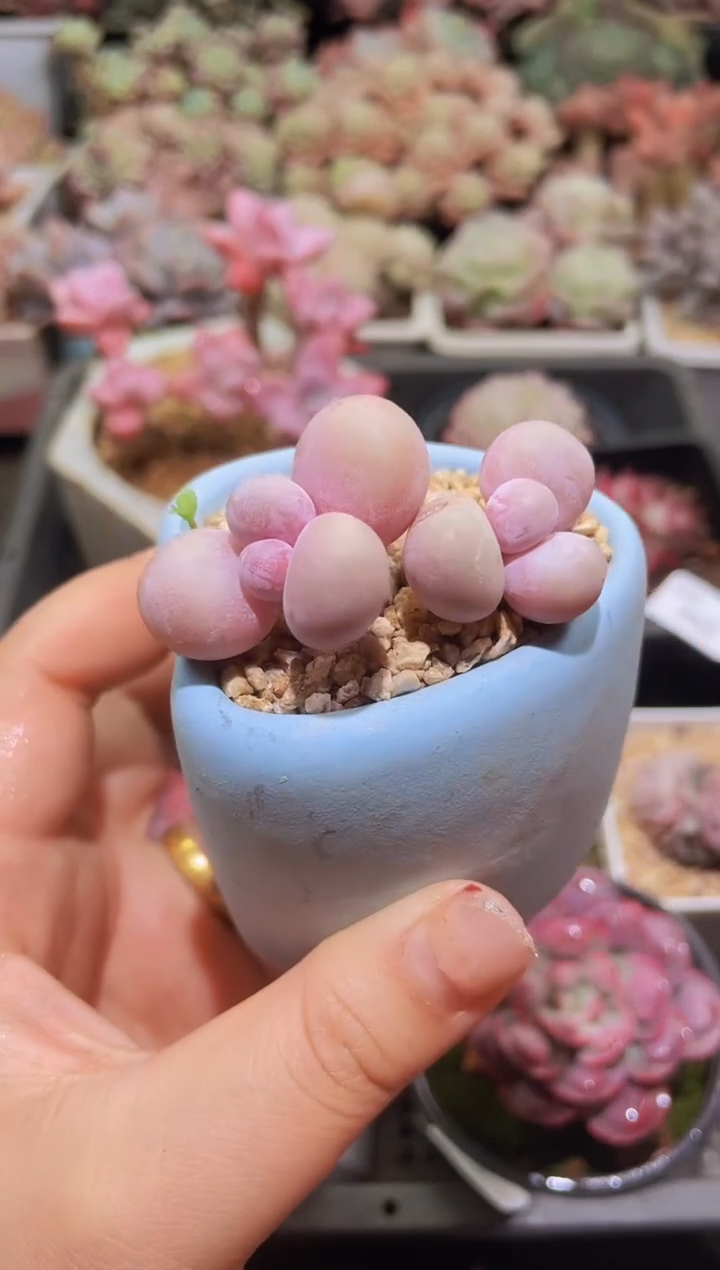 【闪购商品】351蛋黄奶