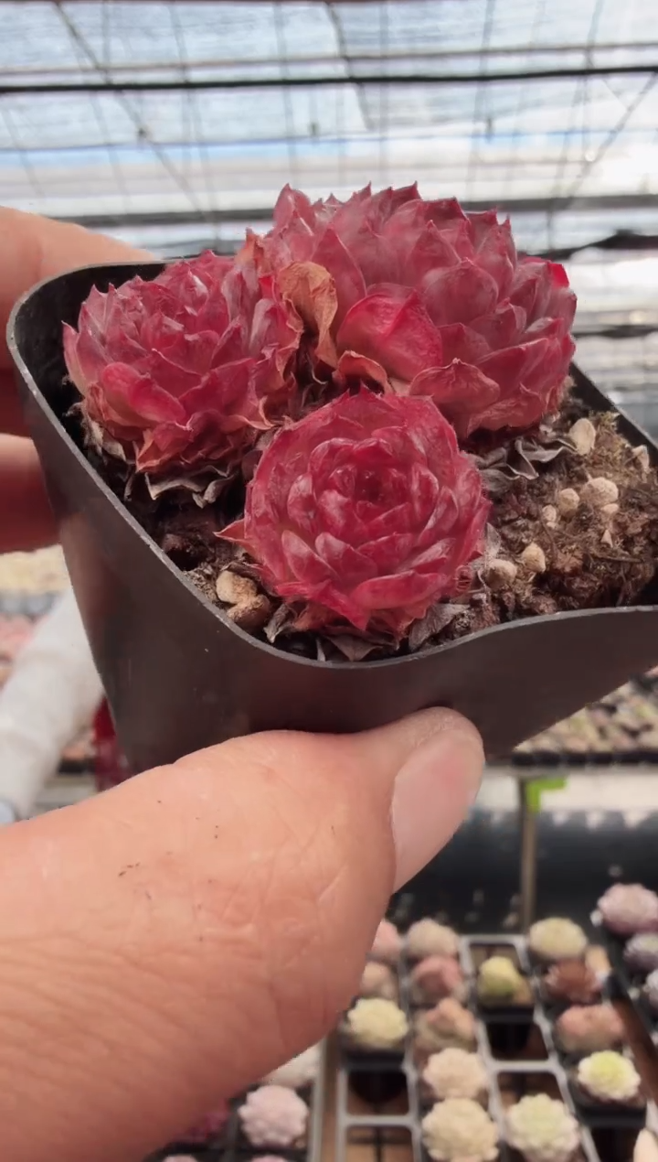 东云多肉园新款-73