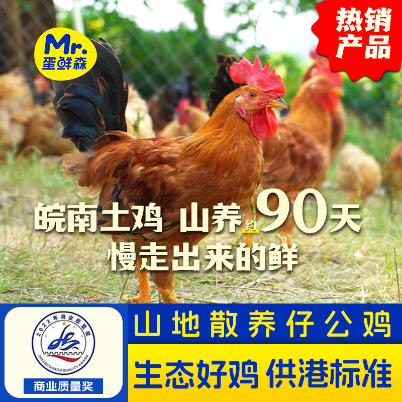 【山地散养仔公鸡】真散养肉质紧实红烧好味道单只700g左右厨房食材