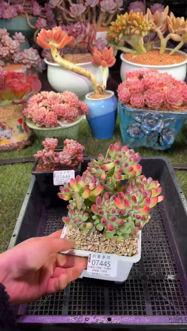 【闪购商品】07445