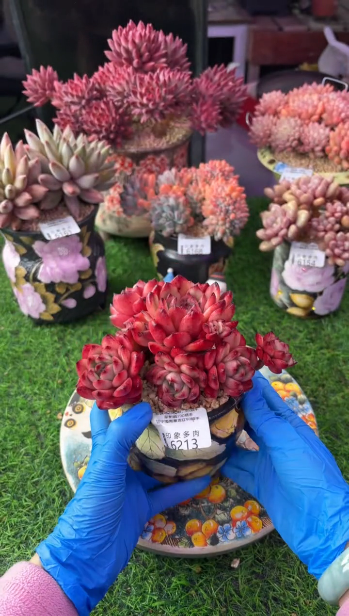 昆明印象多肉6213