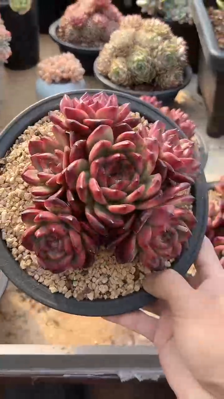 【闪购商品】TM捧花多肉（可单挑）