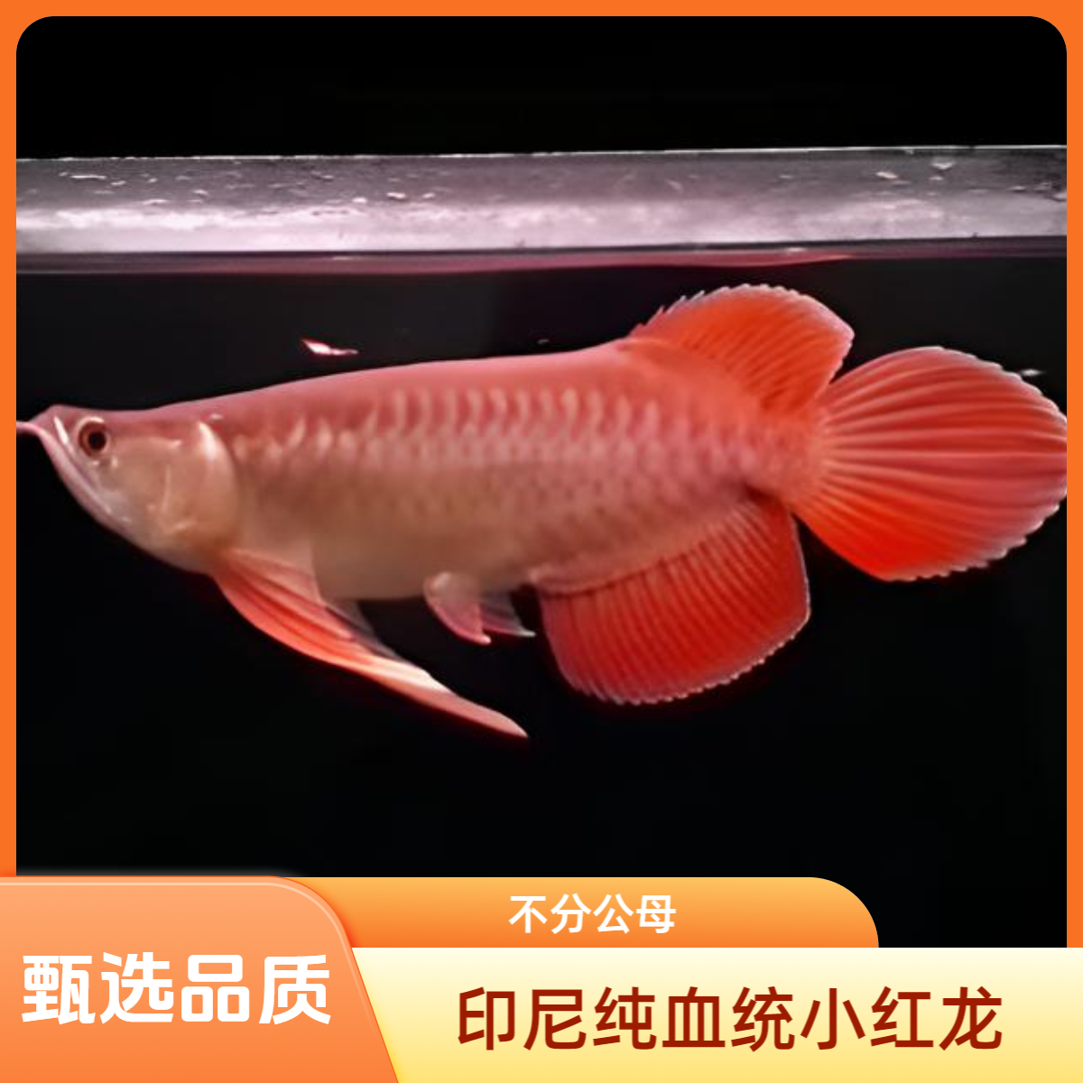 一品红龙鱼活体热带观赏鱼纯血印尼