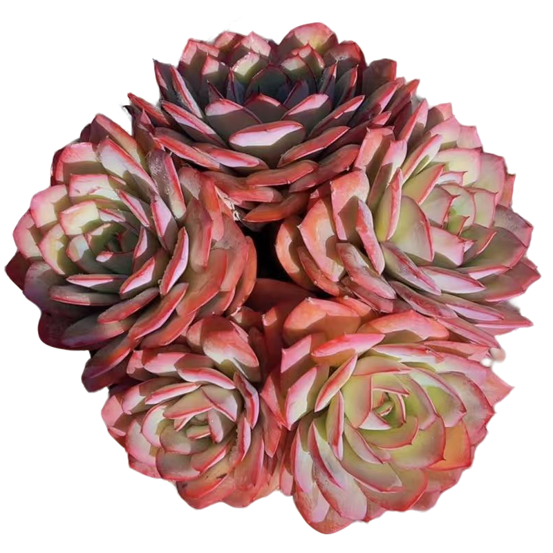 小星崽 精品帕拉梅拉【满19包邮】