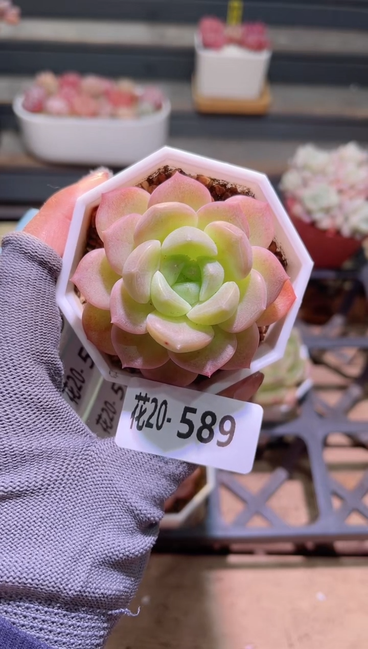 【闪购商品】20-589精选糖心