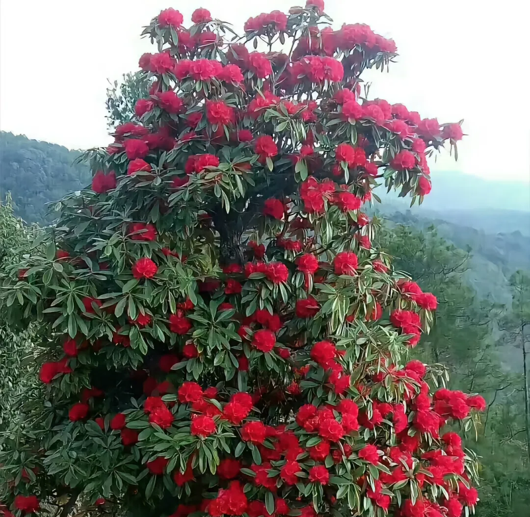 高山杜鹃老桩马缨花树杜鹃花马樱