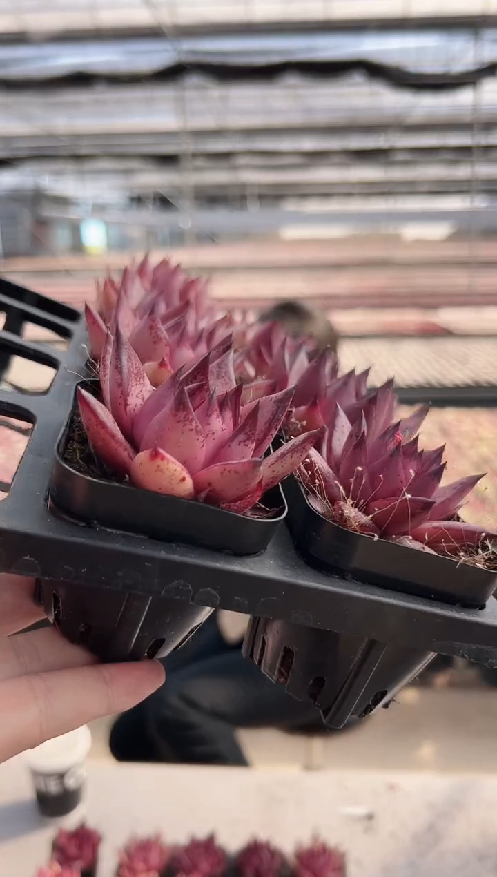 【闪购商品】福利款160（8棵其中一颗）