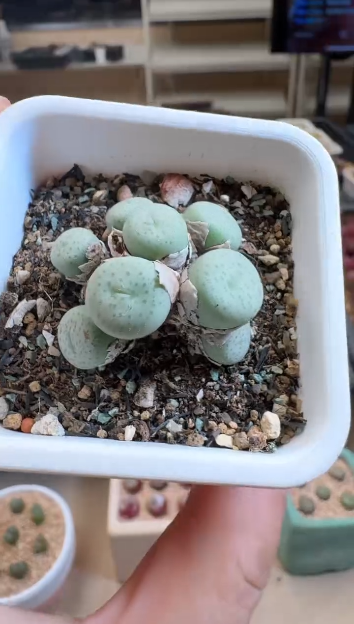 【闪购商品】31-55