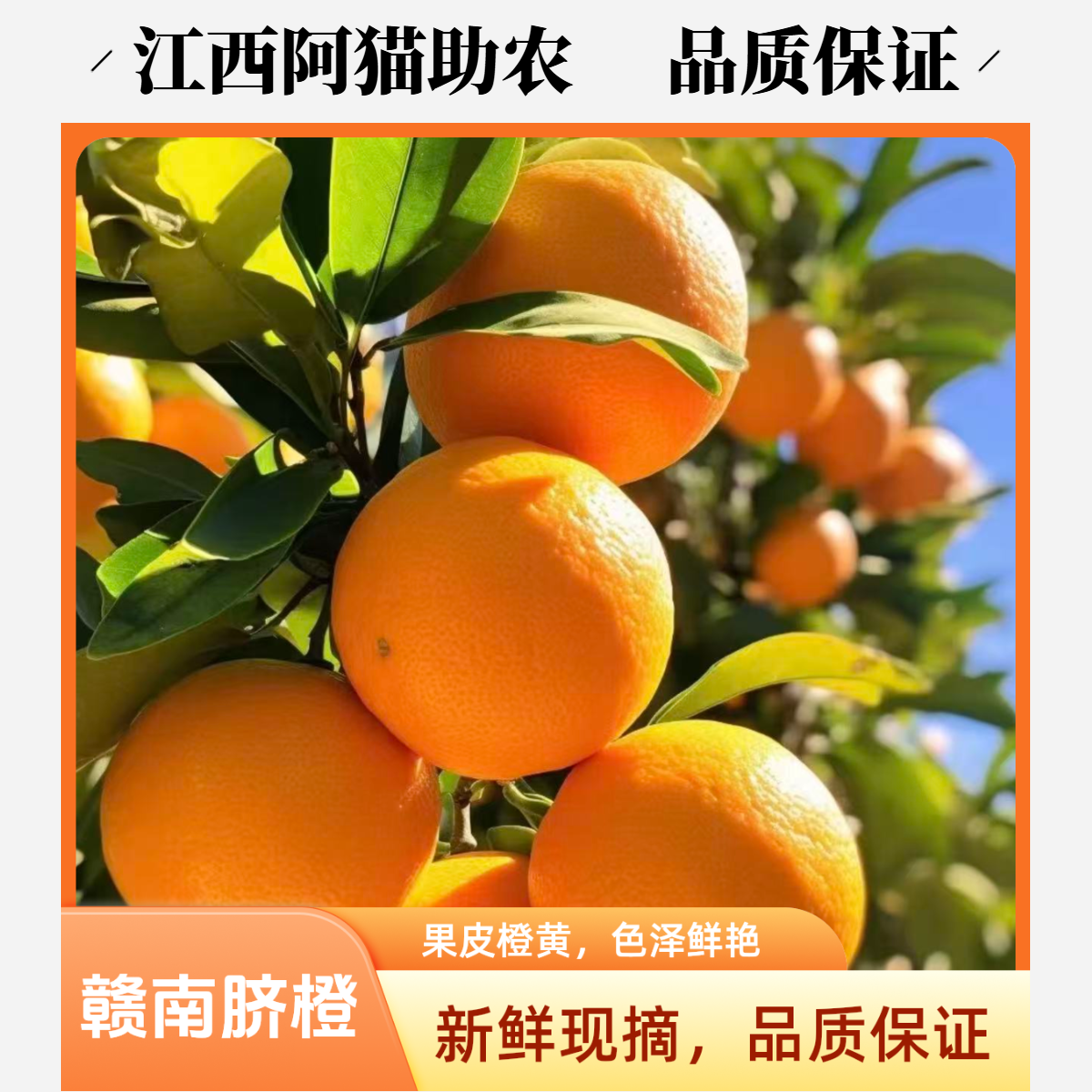 【精品果】【阿猫助农】赣南脐橙香甜多汁现摘现发