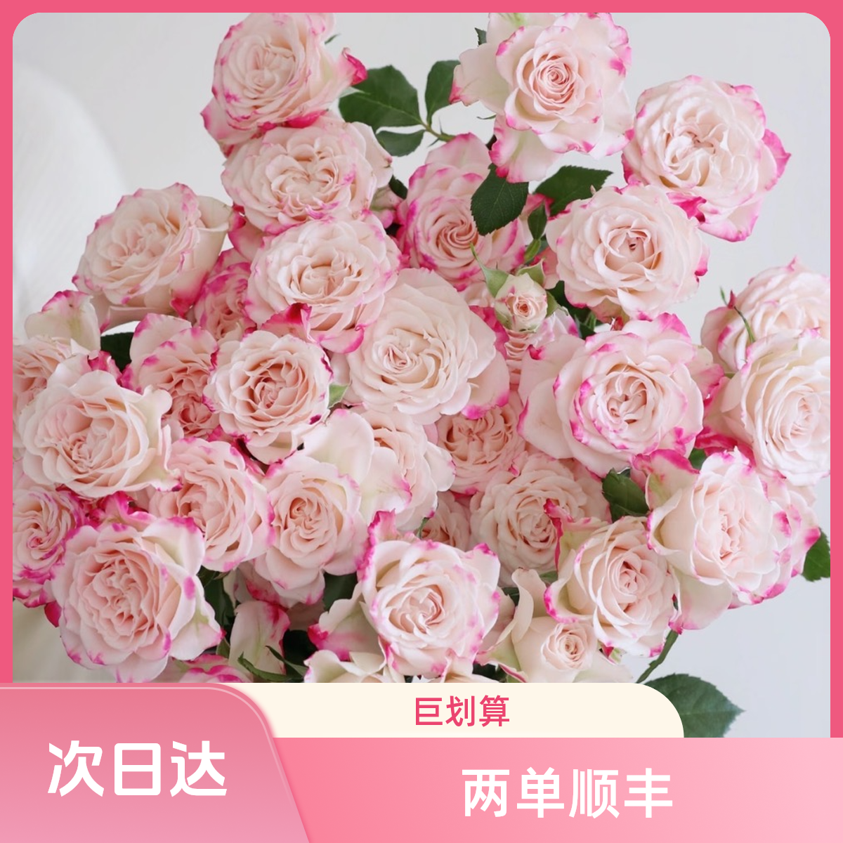 折射多头玫瑰 5枝 家居鲜花 常州鲜花批发 江浙沪皖次日达