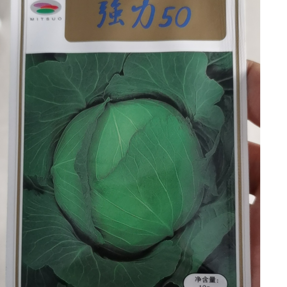 鑫红麟强力50甘蓝种子，扁球形