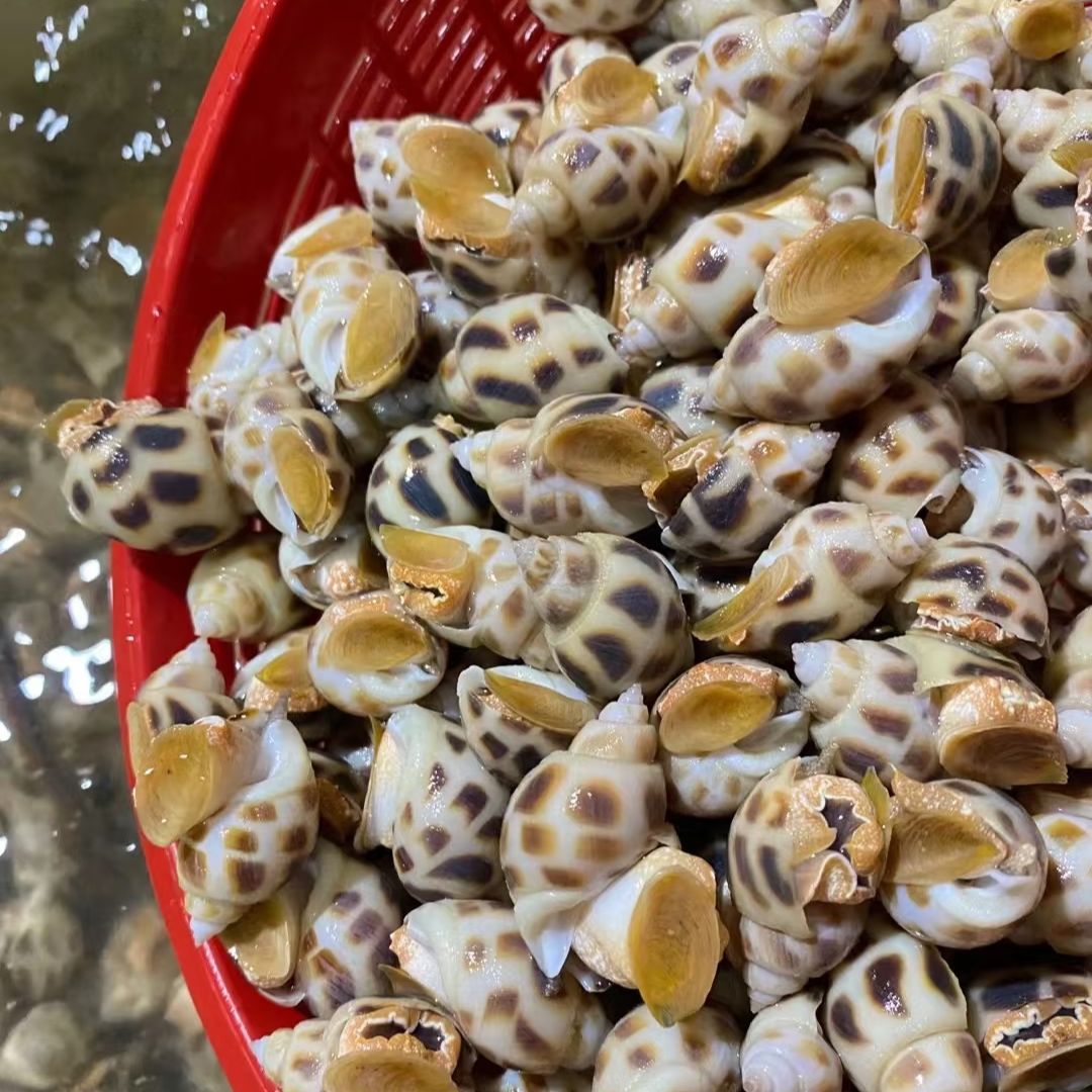 【鲜活】海鲜盲盒一份价值超过100元适合清蒸捞汁，简单容易