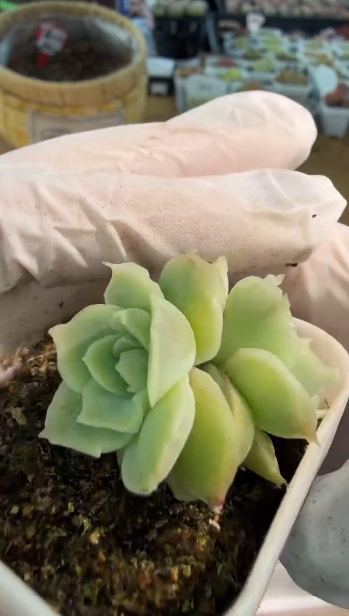 虾饺五方一盆 单双混 量拍混发