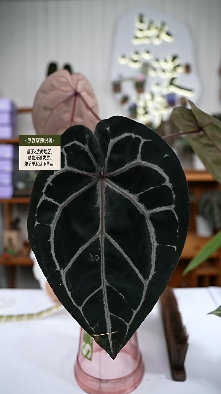 完全开放Y77红水晶杂