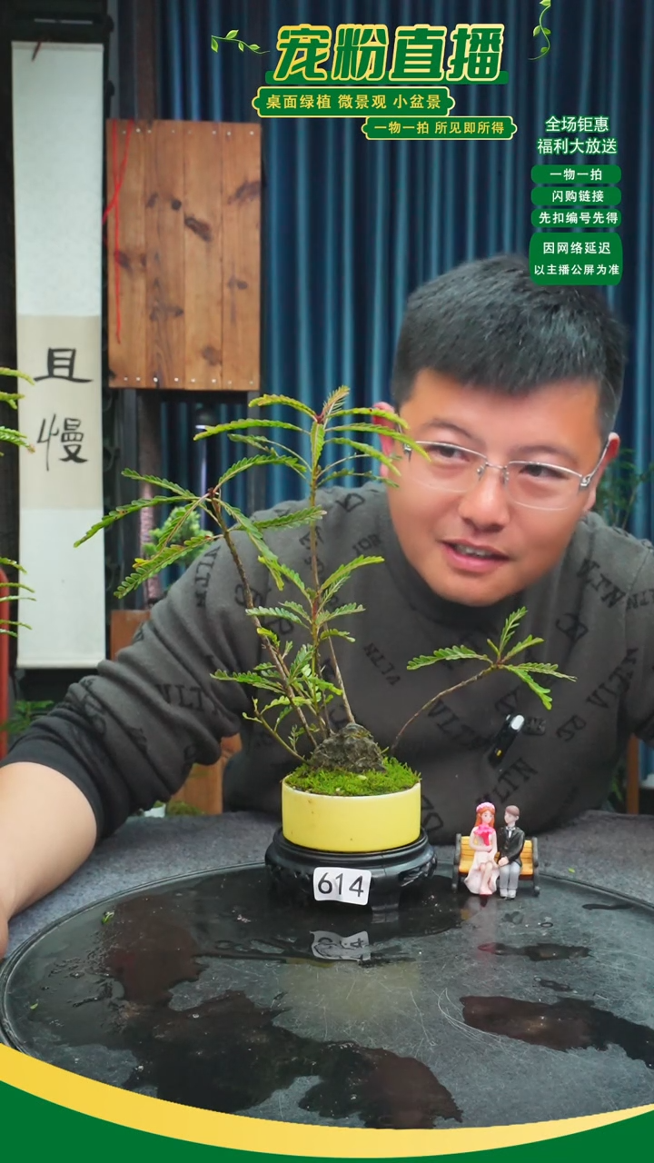 无花朵松*村苔藓微景观614号