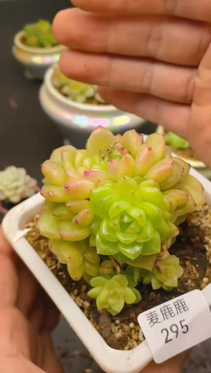 295孤品    一物一拍