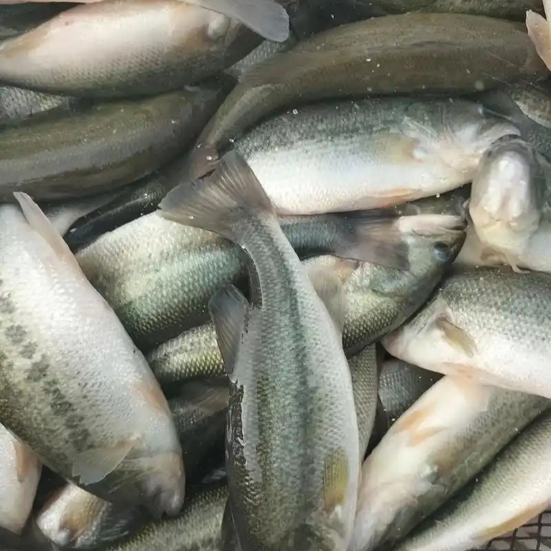 【条】冰鲜现捞  鲈鱼
