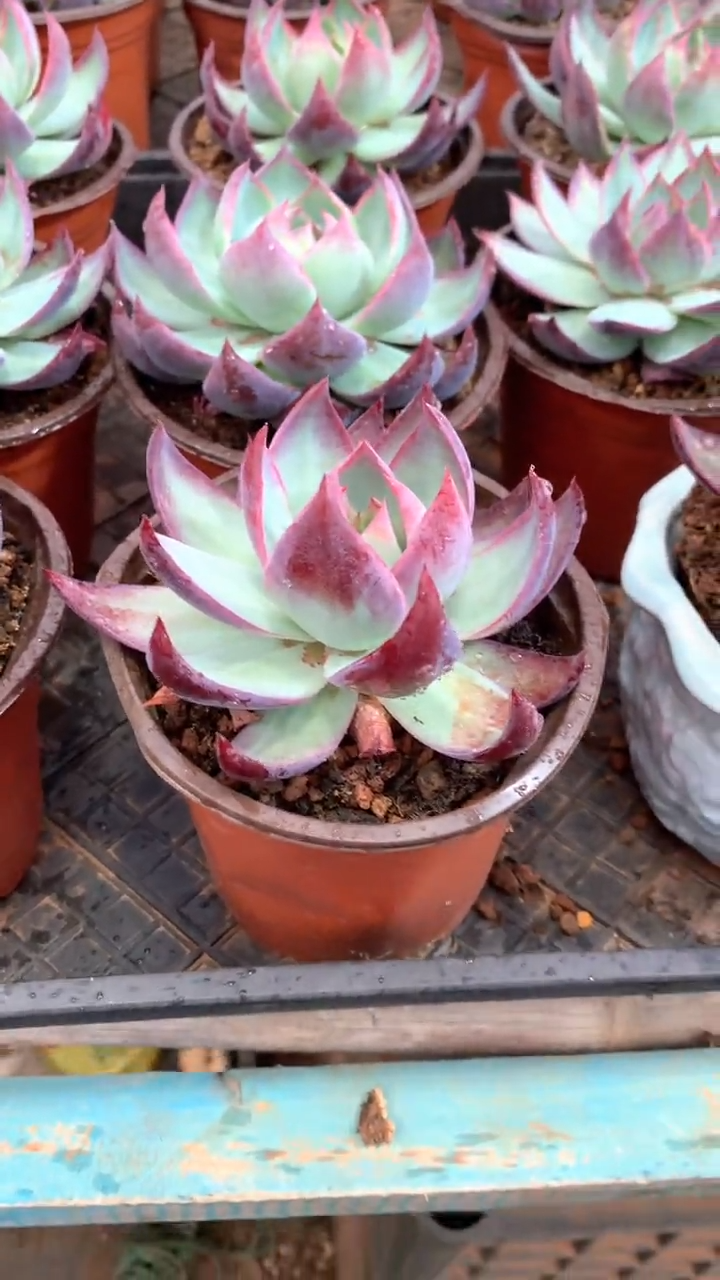 带盆土惊鸿仙子1颗