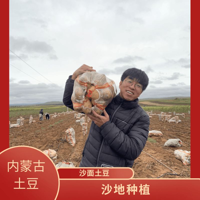 古六旗内蒙古大草原新鲜粗麻皮黄皮黄心沙瓤土豆产地乌兰察布土豆