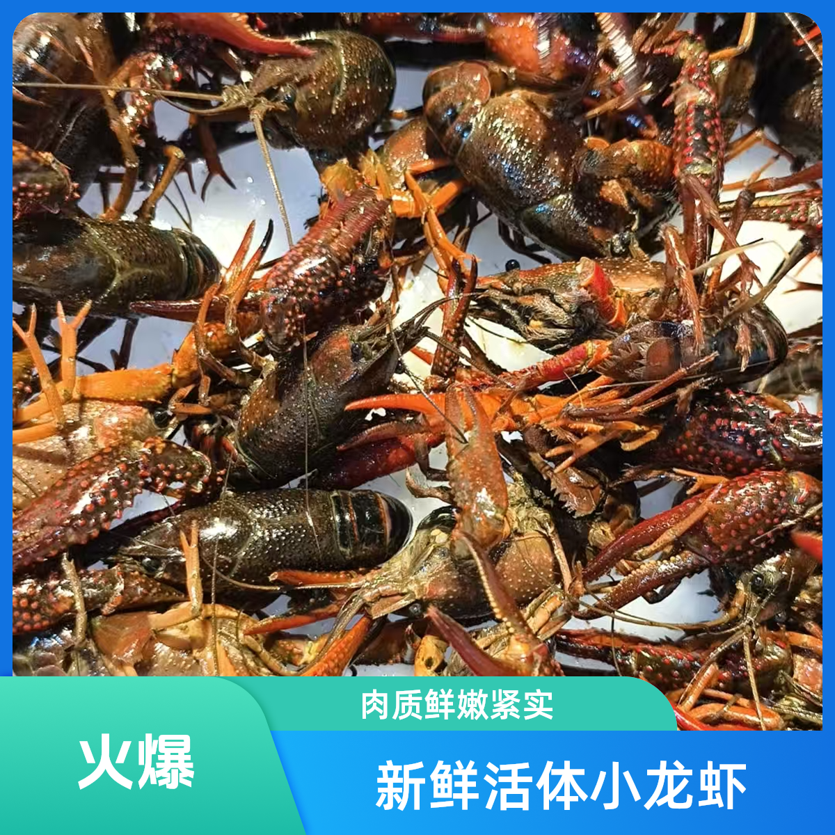 湖北龙虾 8斤 2-5规格小龙虾同城