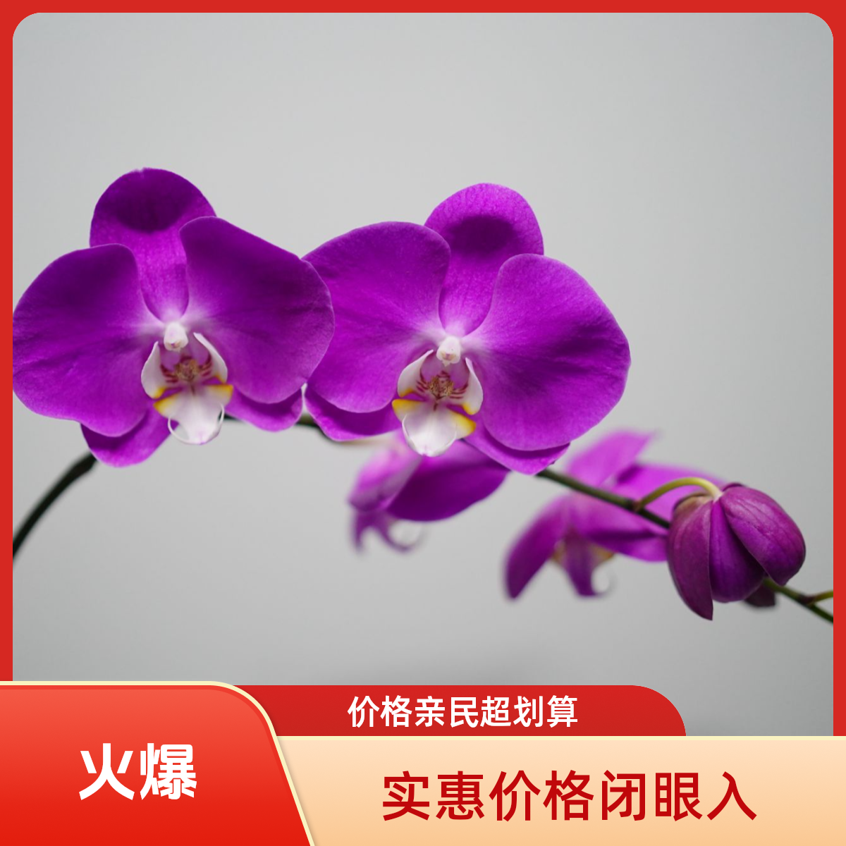 朝暮里蝴蝶兰【维纳斯】（3.0寸）带花带花苞开花珠发货