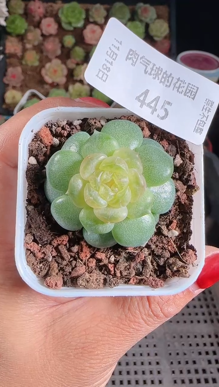  1118-445流莹麦秆群生不包整