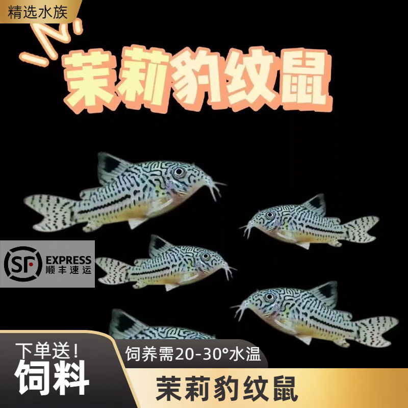 【顺丰包邮】（茉莉豹纹鼠）热带观赏鱼除藻鱼垃圾鱼底栖鱼鼠鱼清洁