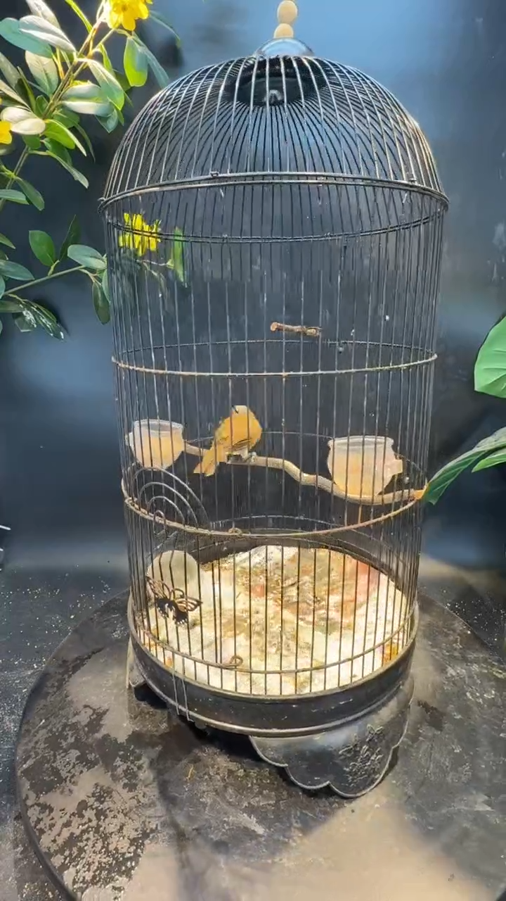 28号灰脸  养笼  0元起拍