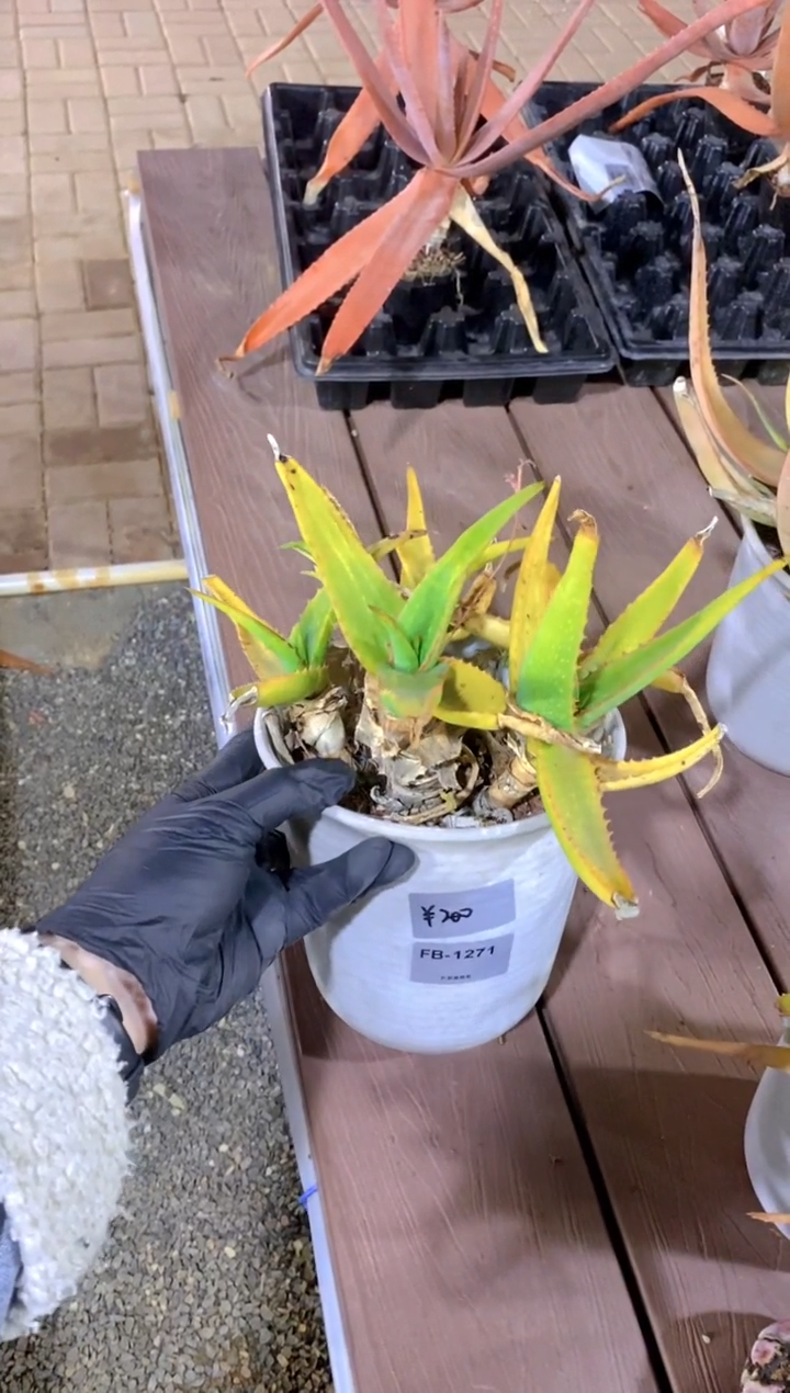 【闪购商品】原生芦荟脱土FB-1271