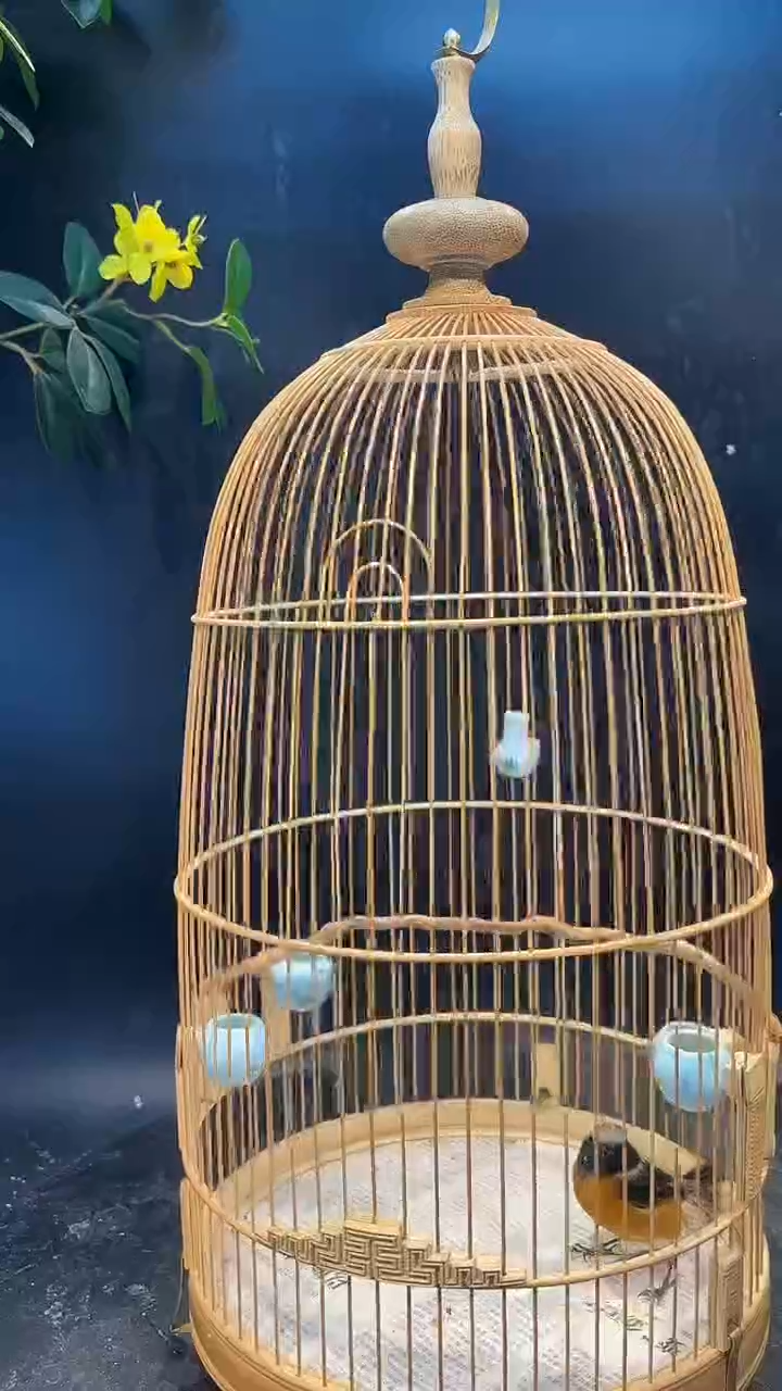 59号 北红 养笼  0元起拍