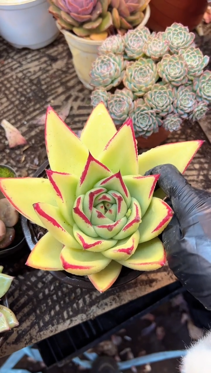 小*人多肉植物一物一拍20397