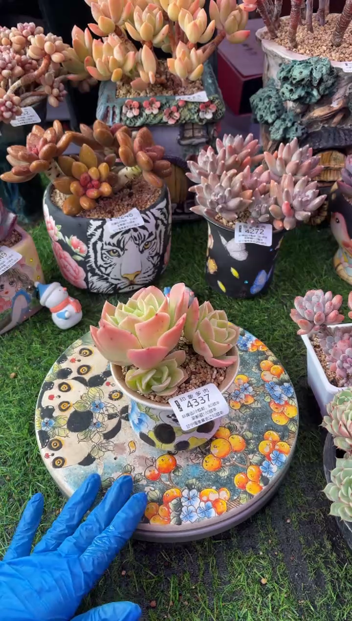 昆明印象多肉4337