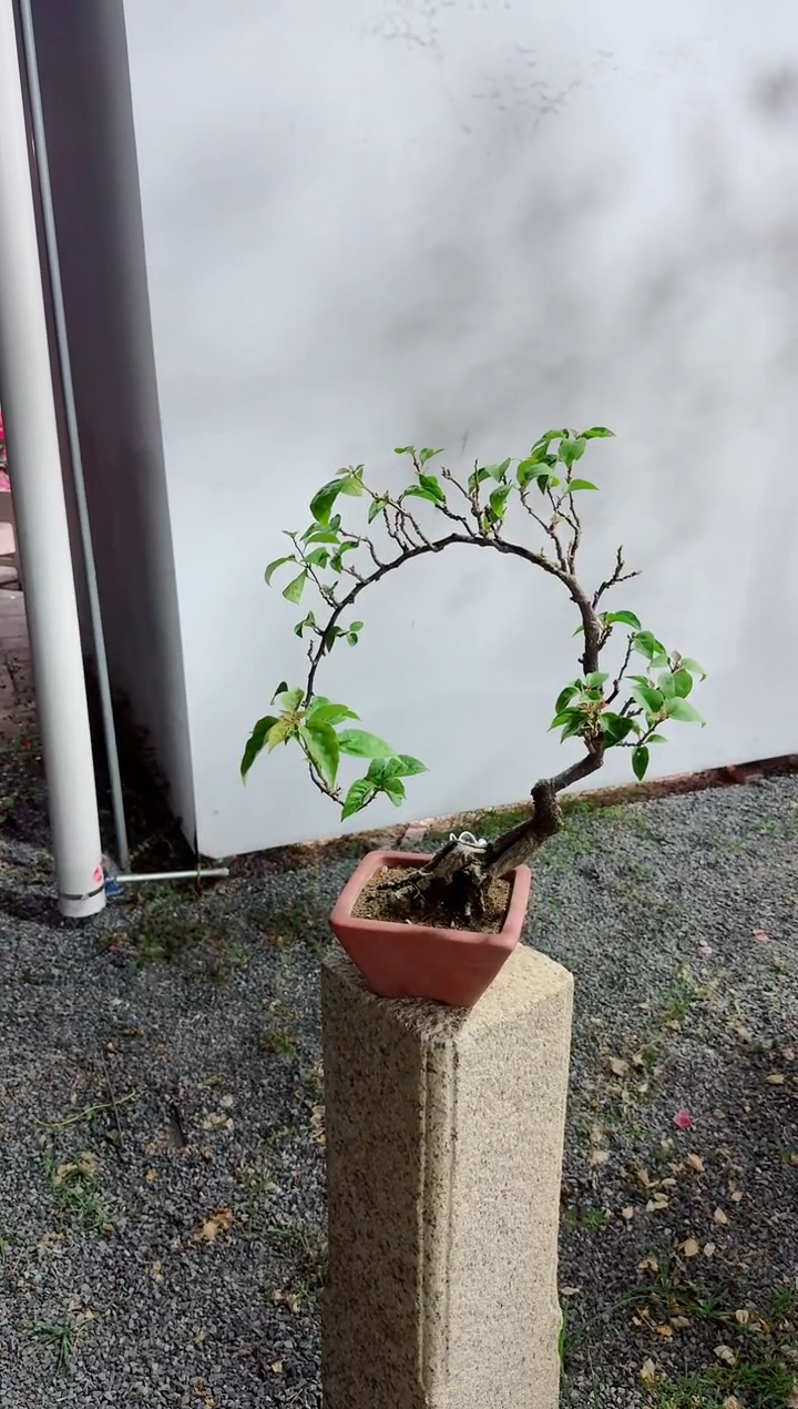 无花朵✨***✨三角梅花好月圆