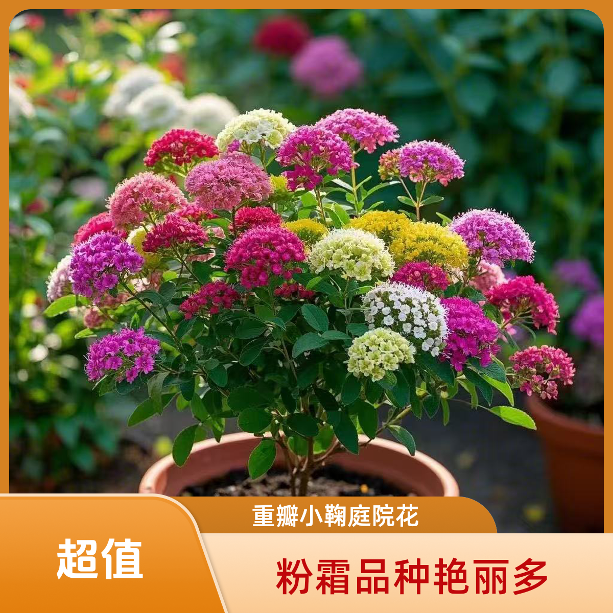 粉霜绣线菊重瓣小手鞠水培盆栽桌面庭院阳台新手懒人好养爆花机器