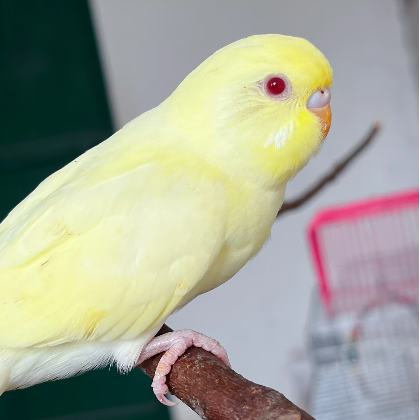 特色黄白红眼华乐虎皮鹦鹉手养鸟可上手亲人适合家养能繁殖