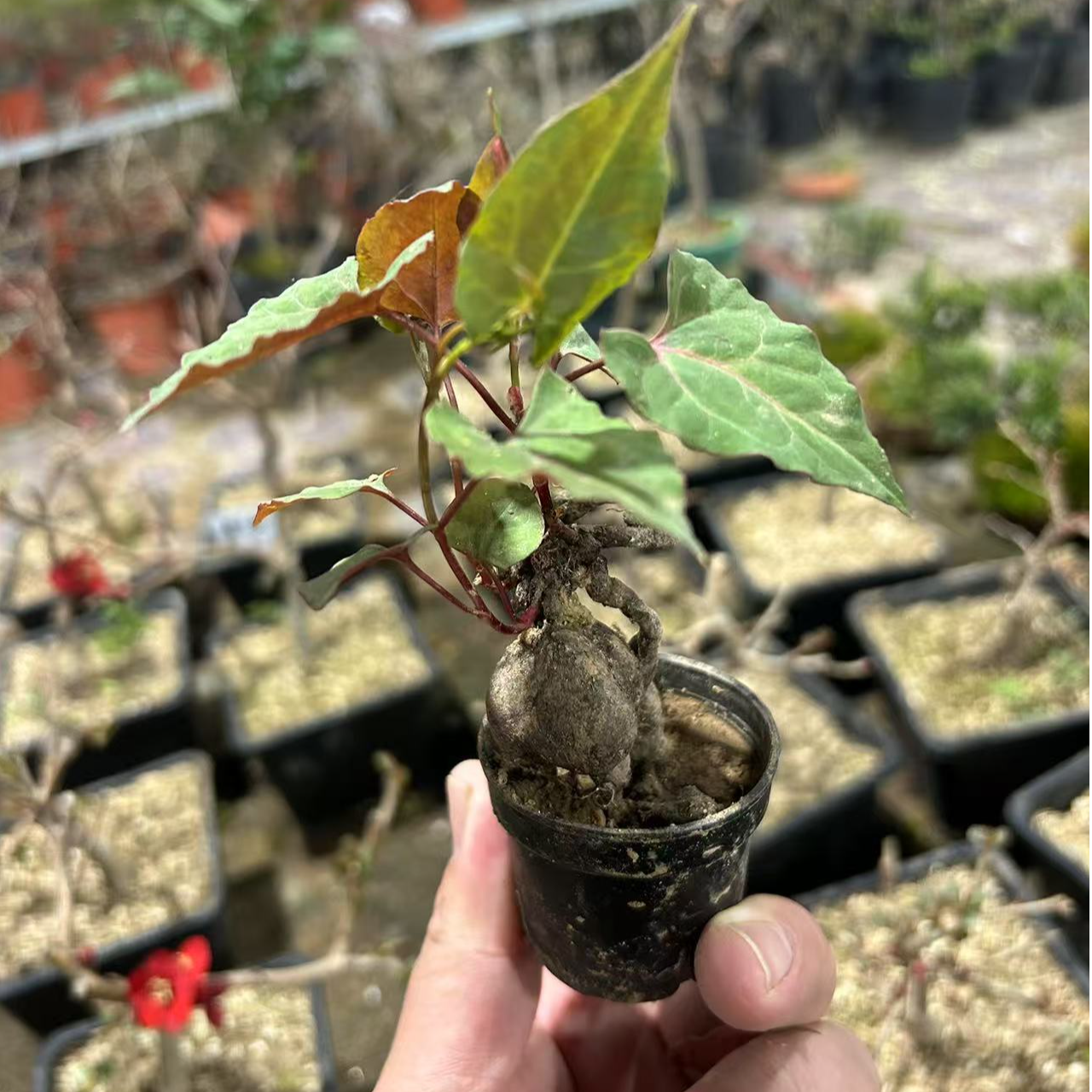 【茶台小盆景】何首乌小微盆景