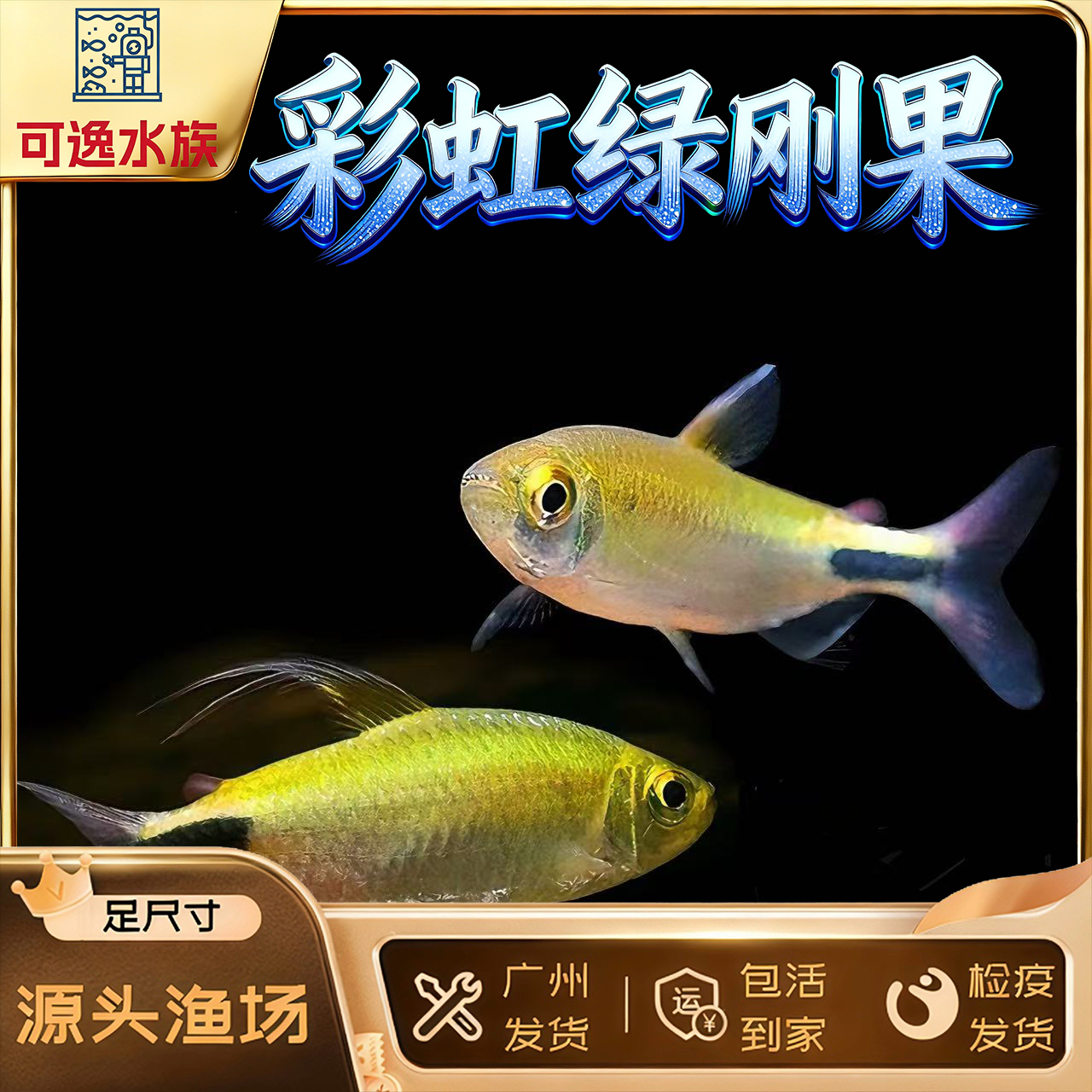 彩虹绿刚果美人鱼霓虹绿刚果鱼观赏鱼电光淡水草缸热带鱼游鱼群游