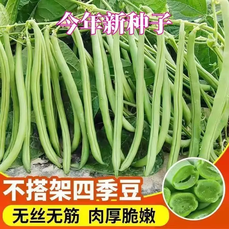 无架四季豆矮地豆种子早熟不爬藤短豆角菜豆种籽可阳台盆栽无筋豆